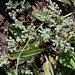 Scleranthus perennis