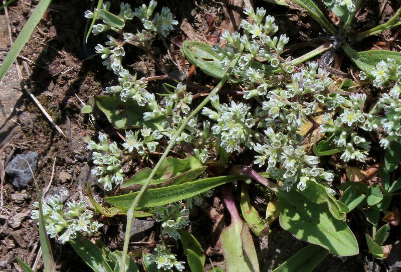 Scleranthus perennis