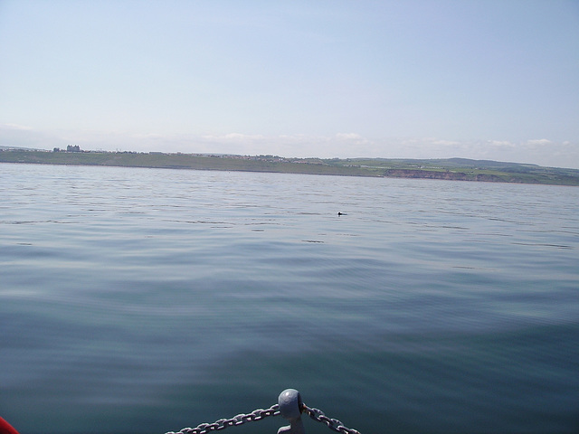 oaw - porpoise off Whitby