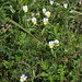 Viola tricolor - Pensée tricolore