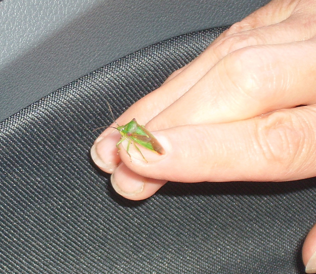 oaw[I] - shield bug