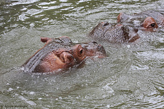 Badespaß (Zoo Basel)