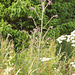 oaw - thistle (small)