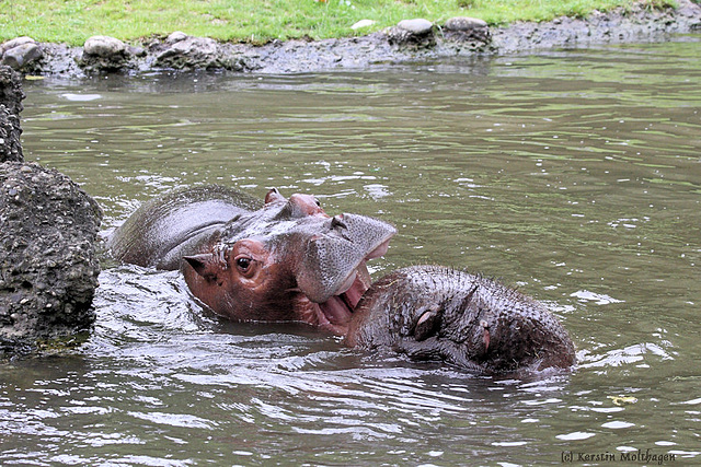 Hab dich zum Fressen gern... (Zoo Basel)