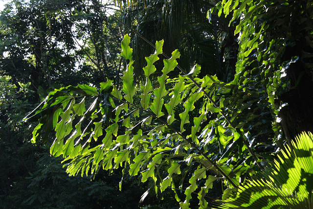 Ancient fern