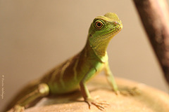 Junge Wasseragame (Zoo Basel)