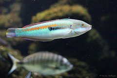 Lippfisch (Zoo Basel)