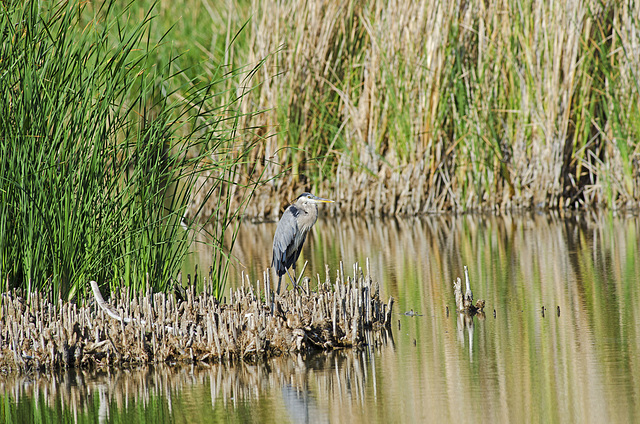 Great Blue Heron