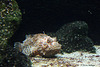 Skorpionfisch (Zoo Basel)