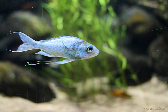 Fadenmaulbrüter (Zoo Basel)