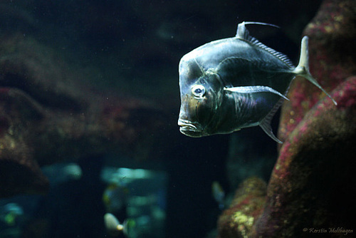 Stranger in the Basin (Zoo Basel)