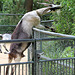 Naschhafte Pfauenziege (Zoo Basel)