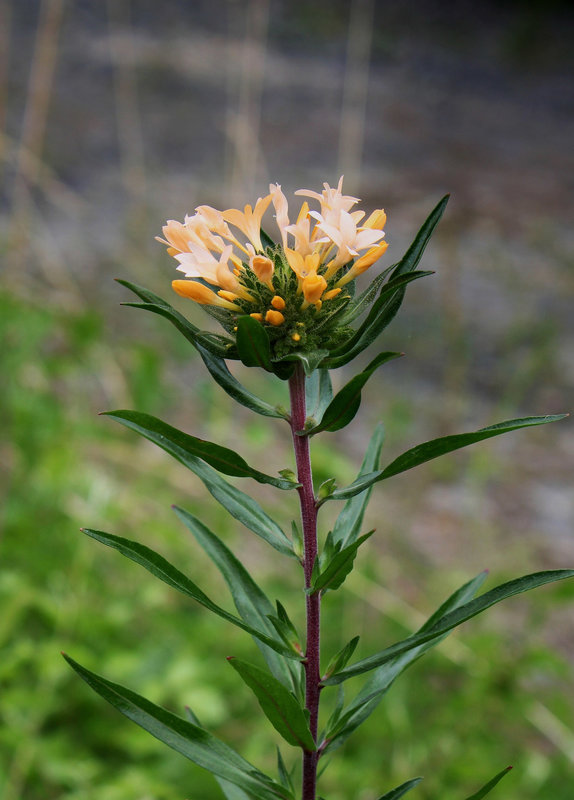 Collomia grandiflora (6)