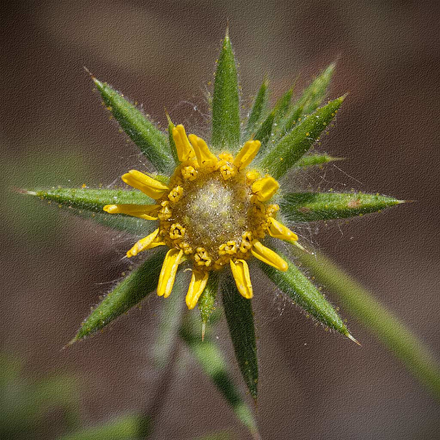 Textured Fitch's Spikeweed