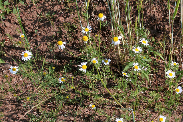 Matricaria perforata - Matricaire inodore