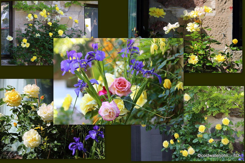 Courtyard flowers in bloom