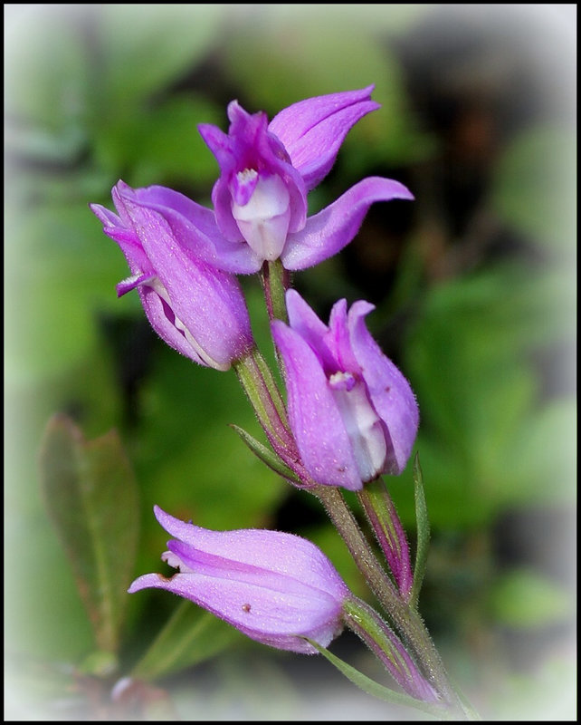 Céphalanthère rouge- Orchidaceae