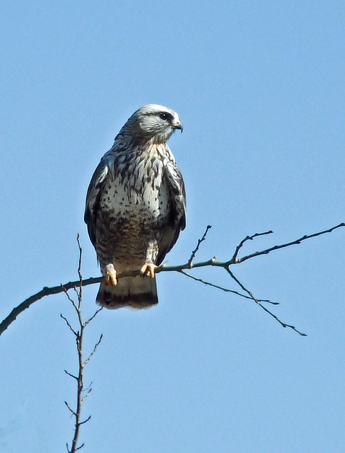 Rough-legged Hawk