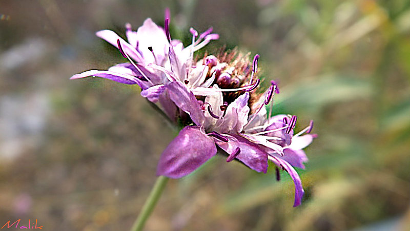 DSCF2081