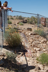 Fossil Log