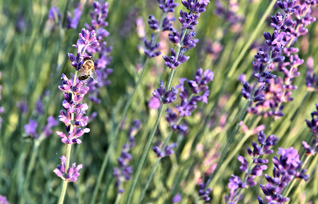 Lavendel im Abendlicht...