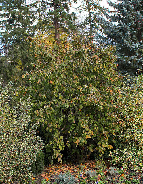 Corylus avelana contorta (2)