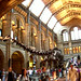 Natural History Museum - London