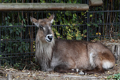 Roter Wasserbock (Wilhelma)