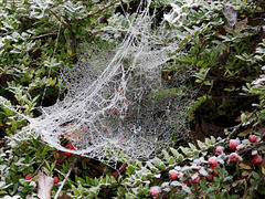 Reifüberzogenes Spinnennetz