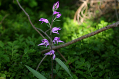 Cephalanthera rubra - Céphalanthère rouge - Orchidaceae (2)