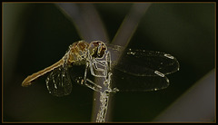 Nymphale
