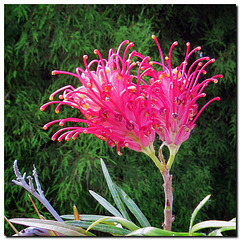 Pincushion Protea