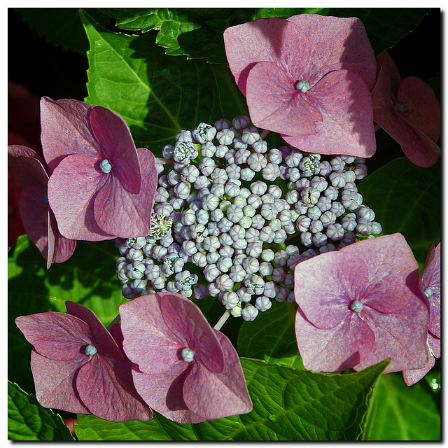 Hortensie