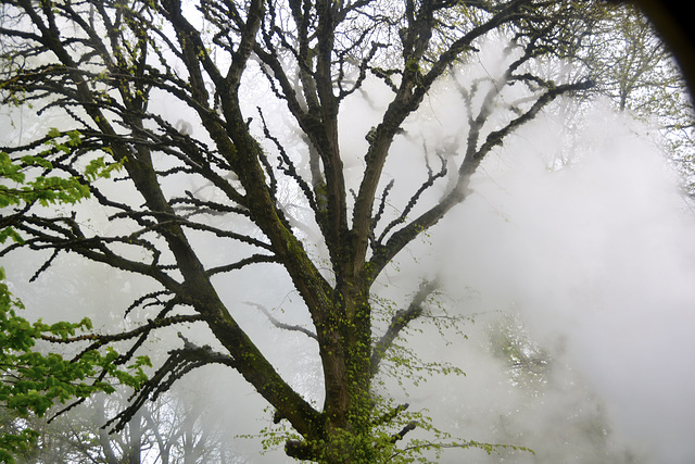 Isle of Man 2013 – Smoke & steam in the trees