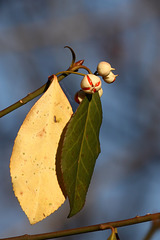 Schön bunt (Wilhelma)