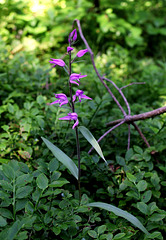 Cephalanthera rubra-001