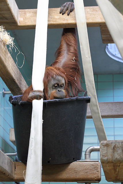 Orang im Eimer - Caroline (Wilhelma)