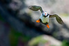 Puffin airborne with sand-eels