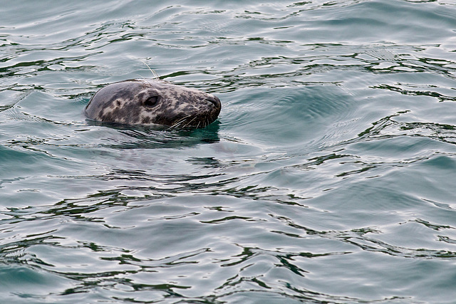 Atlantic Grey Seal