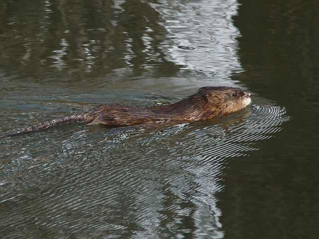 Muskrat