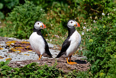 Puffins on look-out duty