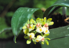 Gastrochilus somai