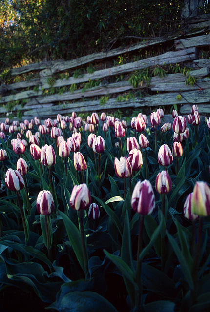 Skagit Valley Tulips