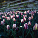 Skagit Valley Tulips