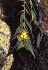 Gastrochilus pseudo-distichus