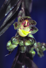 Gastrochilus pseudo-distichus