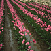 Skagit Valley Tulips