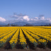 Skagit Valley Daffodils