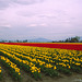 Skagit Valley Tulips