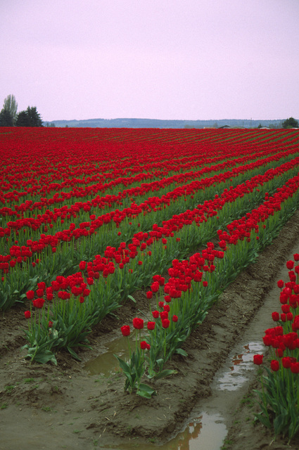 Skagit Valley Tulips